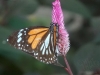  2007 Thailand - Schmetterling.jpg